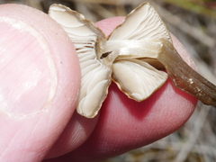 Entoloma perzonatum
