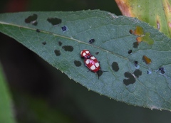 Oedionychina