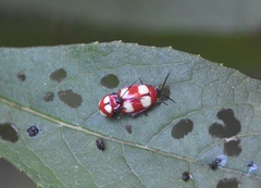 Oedionychina