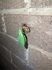 Cystosoma saundersii