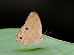 Cissia themis