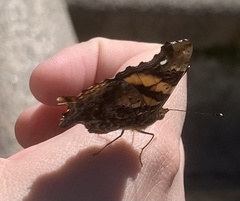 Hypanartia bella