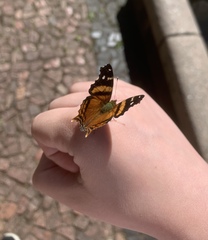 Hypanartia bella