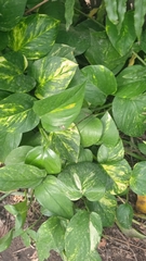 Epipremnum
