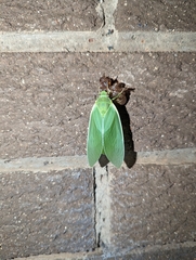 Cystosoma saundersii