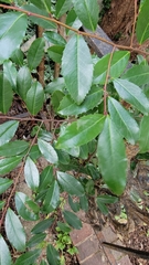 Prunus caroliniana