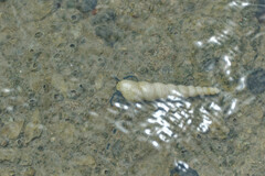 Clibanarius longitarsus