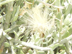 Cyclolepis genistoides