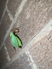 Cystosoma saundersii