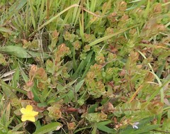 Hypericum anagalloides