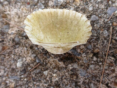 Tegillarca granosa