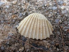 Tegillarca granosa