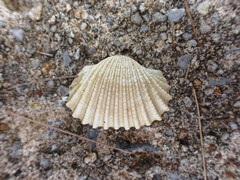 Tegillarca granosa