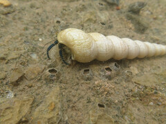 Clibanarius longitarsus