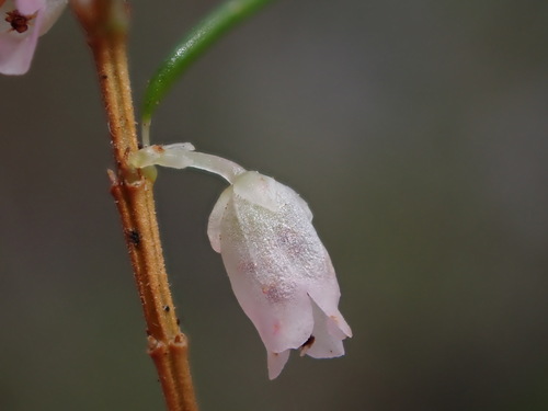 Image of Pineapple Heath (Erica dodii) by (c) Ren Hoekstra, some rights reserved (CC BY)