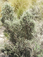 Cyclolepis genistoides