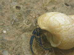 Clibanarius longitarsus