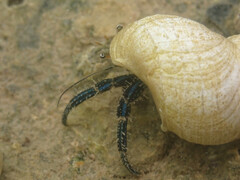 Clibanarius longitarsus