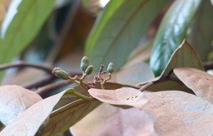 Cryptocarya wightiana