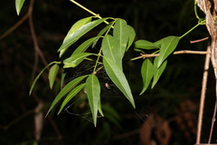 Secamone elliptica
