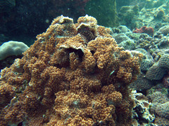 Montipora verrucosa