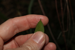 Secamone elliptica