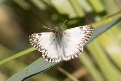 Heliopetes omrina
