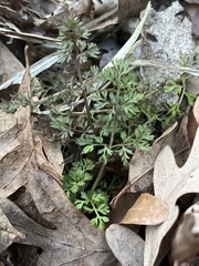 Chaerophyllum procumbens