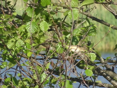 Acrocephalus scirpaceus