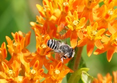 Megachile rotundata