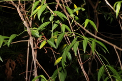 Secamone elliptica