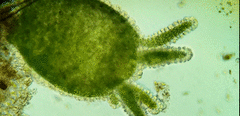 Hydra viridissima