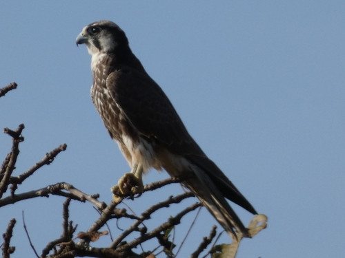 Lanner Falcon