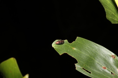 Diphucrania albosparsa