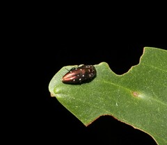 Diphucrania albosparsa