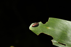 Diphucrania albosparsa