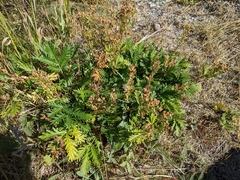 Potentilla litoralis
