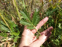Potentilla litoralis