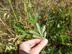 Potentilla litoralis