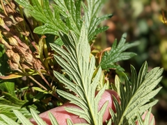 Potentilla litoralis
