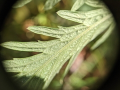 Potentilla litoralis