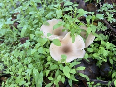 Clitocybe fragrans