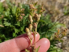 Potentilla litoralis