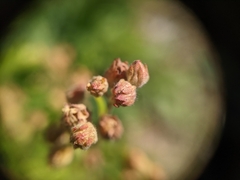 Potentilla litoralis