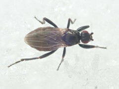 Sphaeroceridae