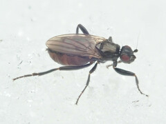 Sphaeroceridae