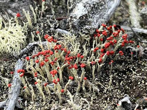 Cladonia didyma observed 2022-12-13