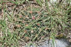 Ferocactus macrodiscus macrodiscus