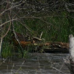 Apalone spinifera guadalupensis