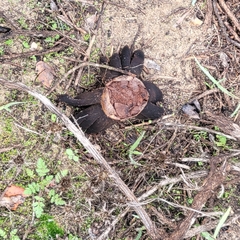 Astraeus hygrometricus
